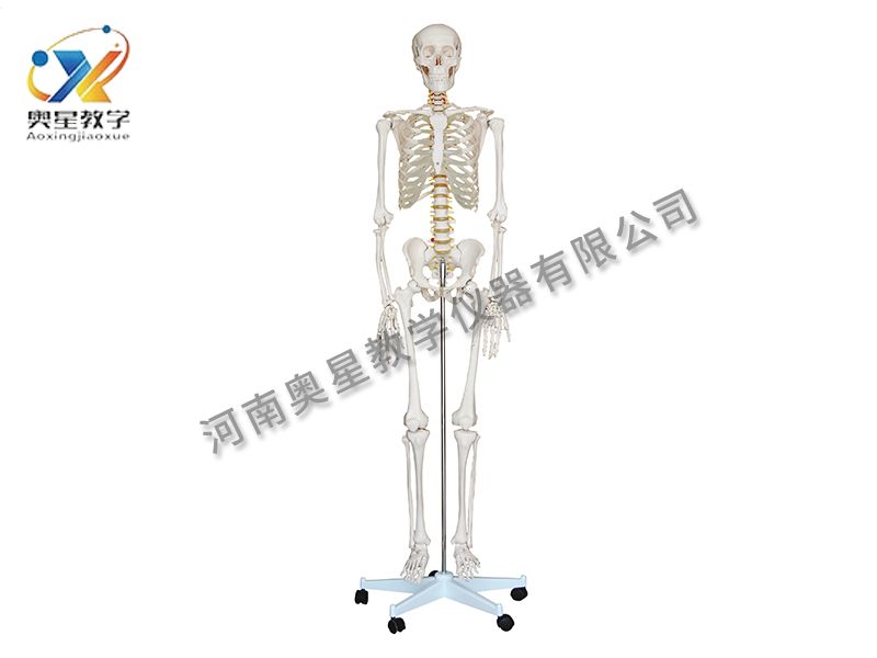 人體骨骼模型